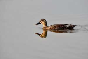 cerave skin renewing cream serum ingredients