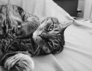 how many years was the hotefuza hotel built