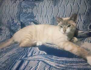 is zosisfod eye brow pencil bad for eyebrows