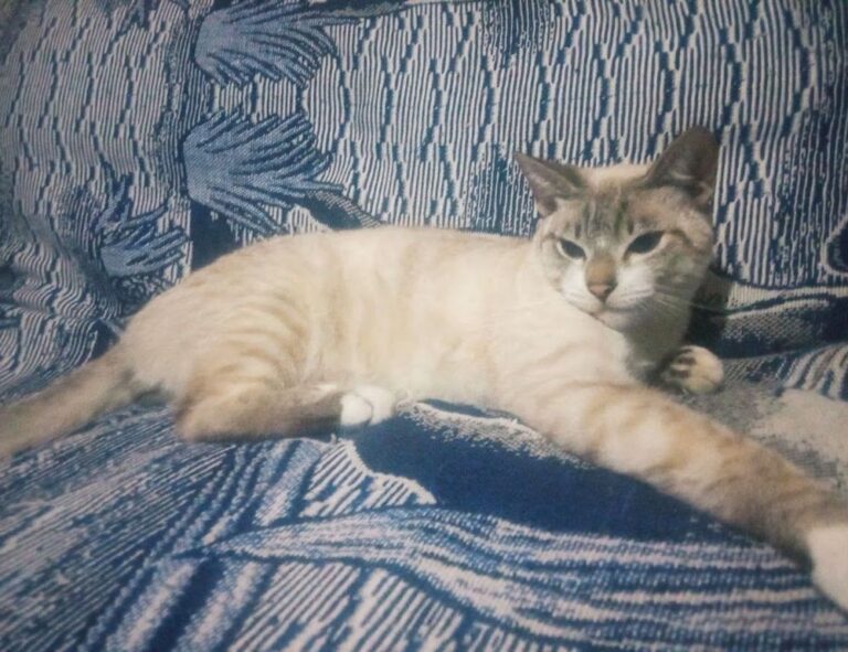 is zosisfod eye brow pencil bad for eyebrows