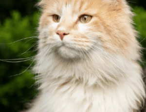 why does bikimsum take long to digest