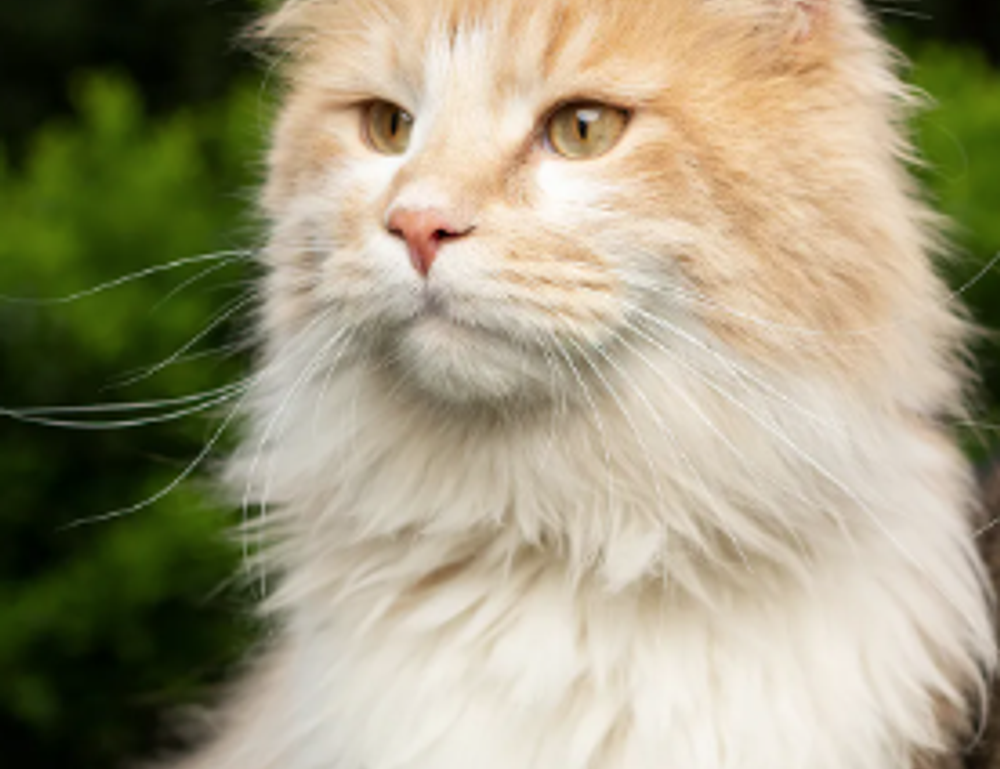 why does bikimsum take long to digest