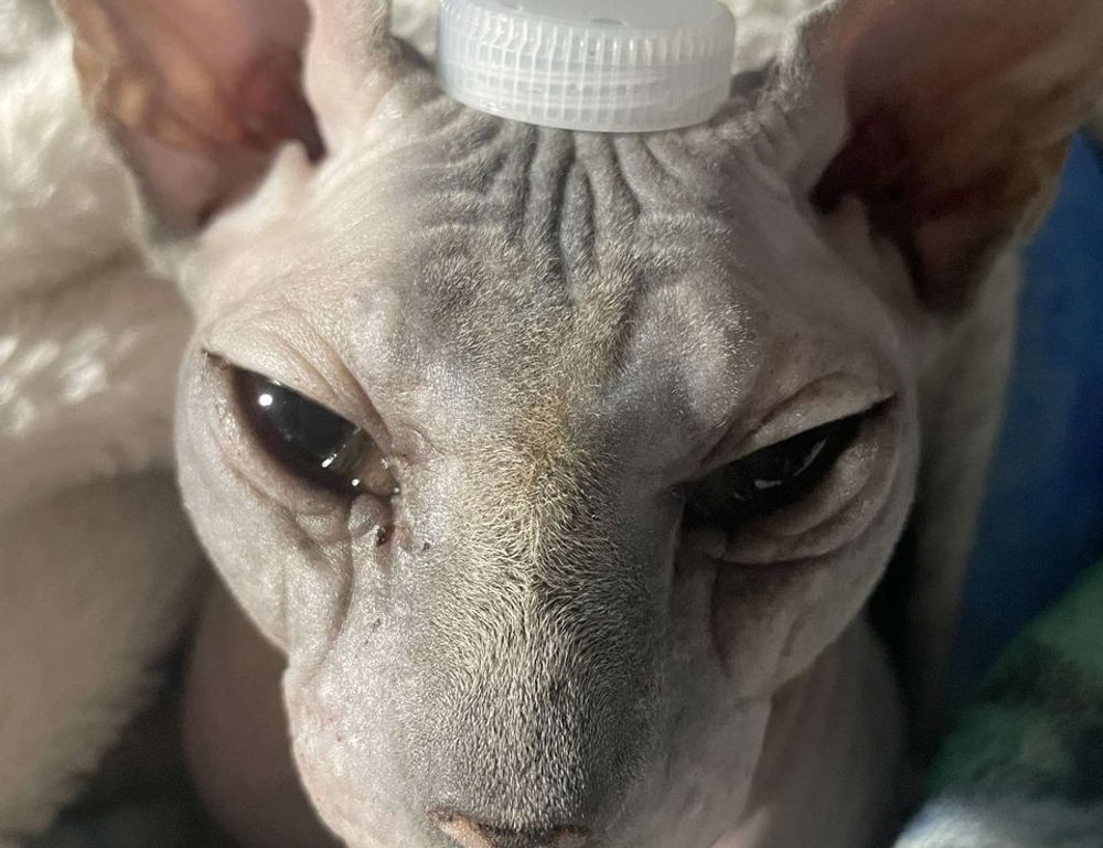 ylixeko food additive pregnancy