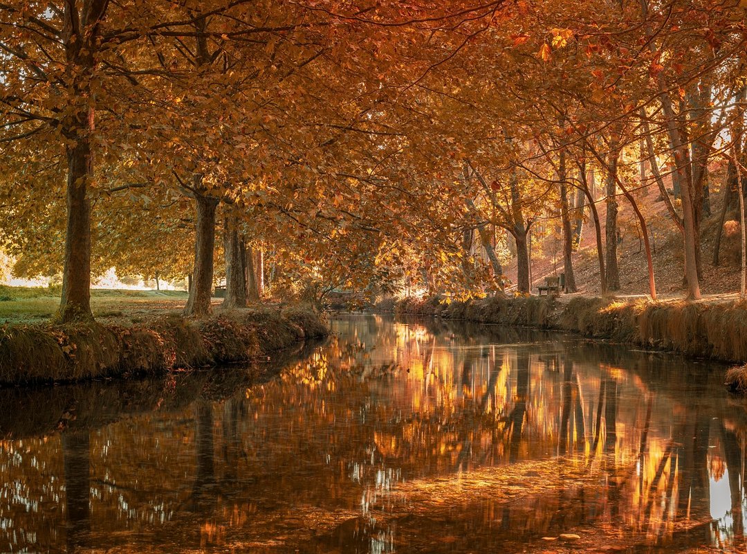 Diseños de Tatuajes de Araucaria y Su Significado